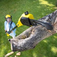 Trusted Smithville, TN Tree Services Experts