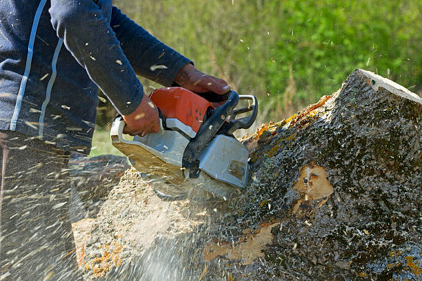 Seasonal Cleanup (Spring/Fall) in Smithville, TN